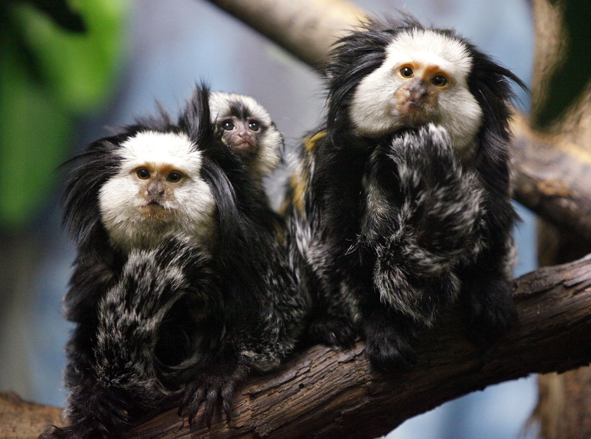 Marmosets_0726_MPKe